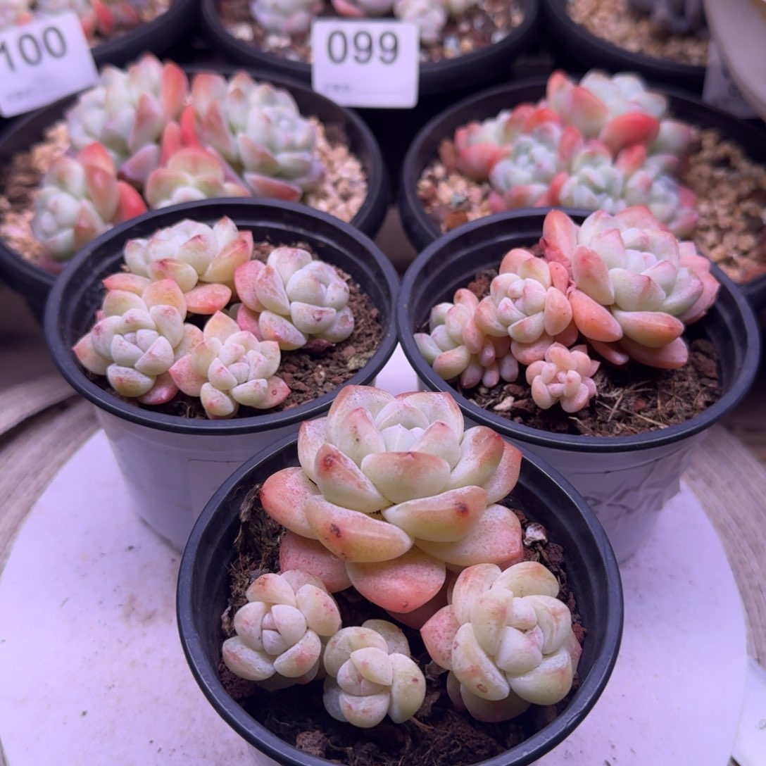 冰玉奶油群生3颗