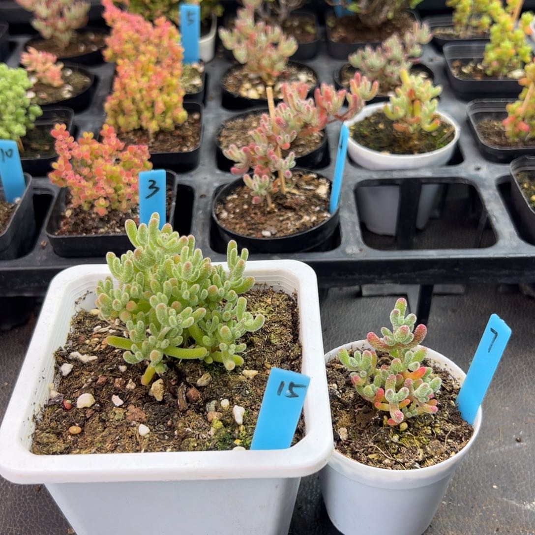 冰晶7号冰晶杂15