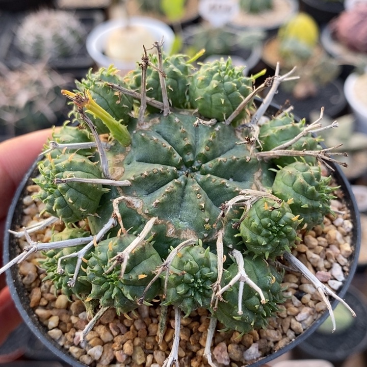 群生贵青玉大戟403号7cm