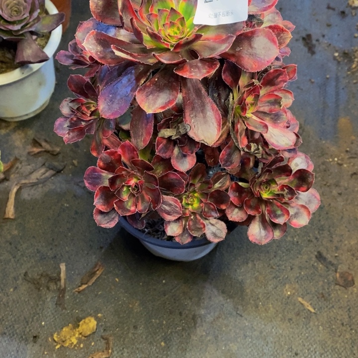 香奈儿多肉断头不包2980