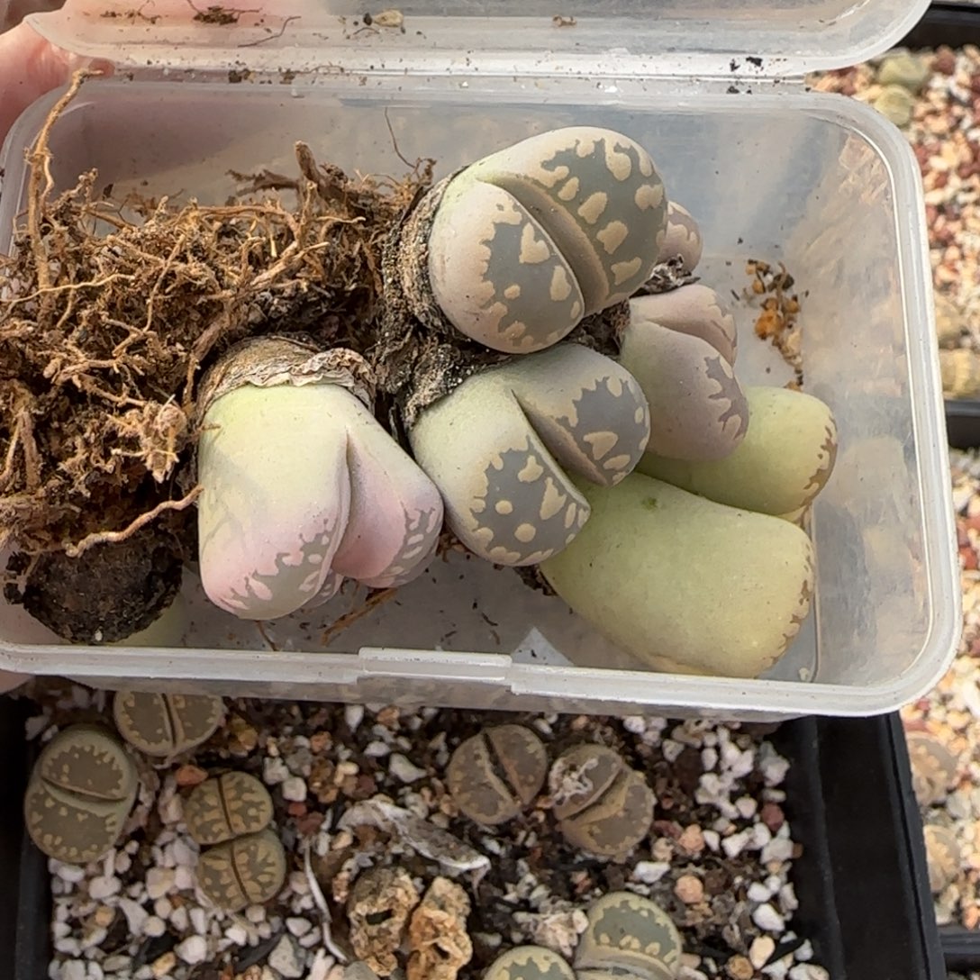 顺***311.2。美美哒生石花母本福利。8030