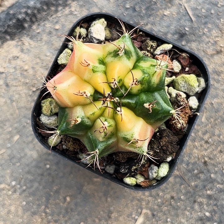 米哈一物一拍实生07