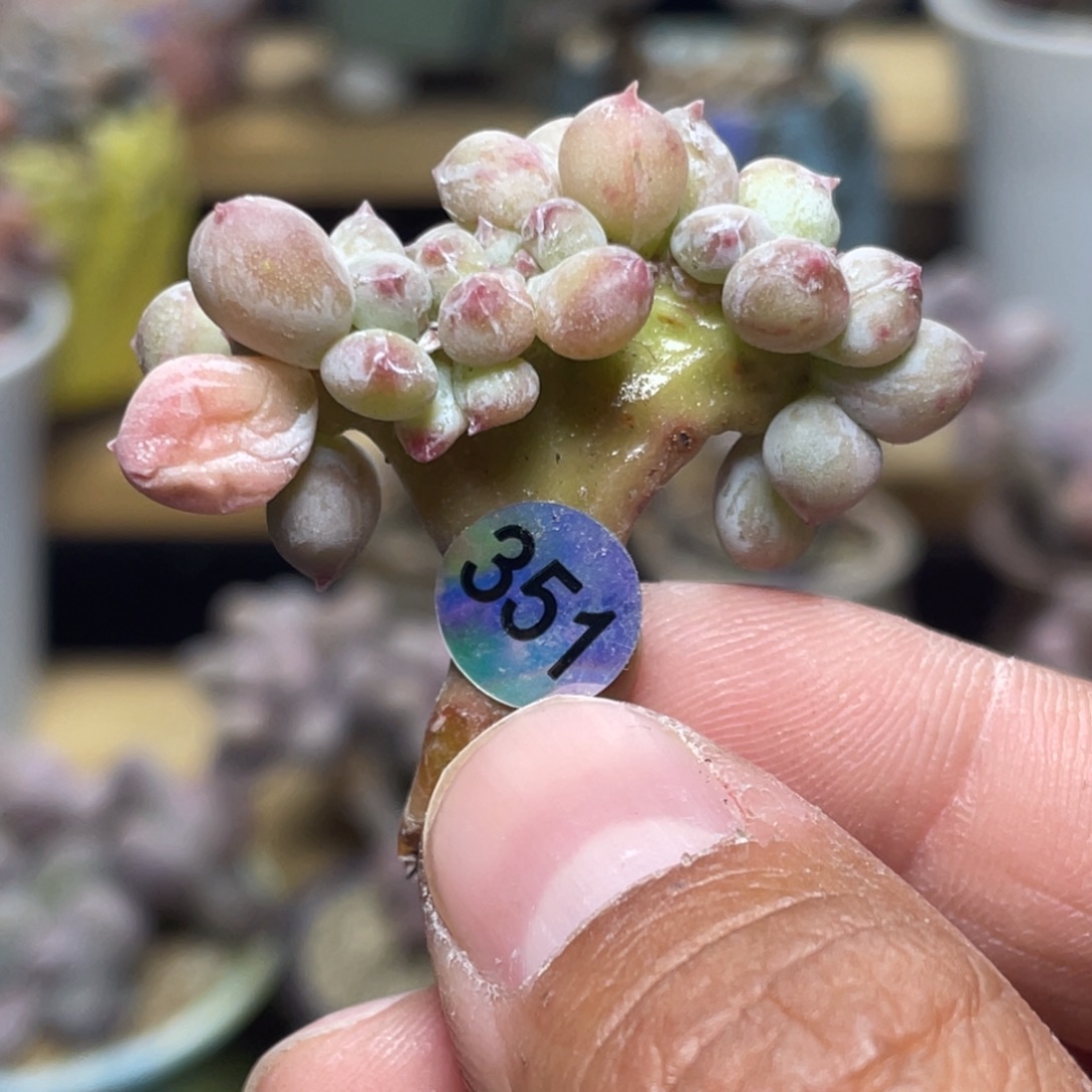 毛***美苹果奶酪缀化多肉植物