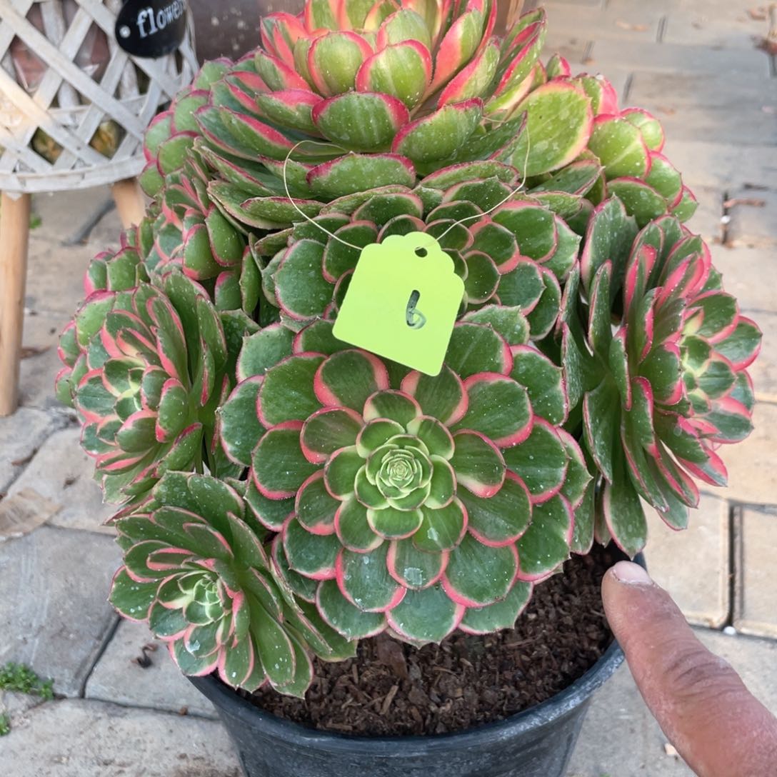 粉花妖老桩手捧6有断