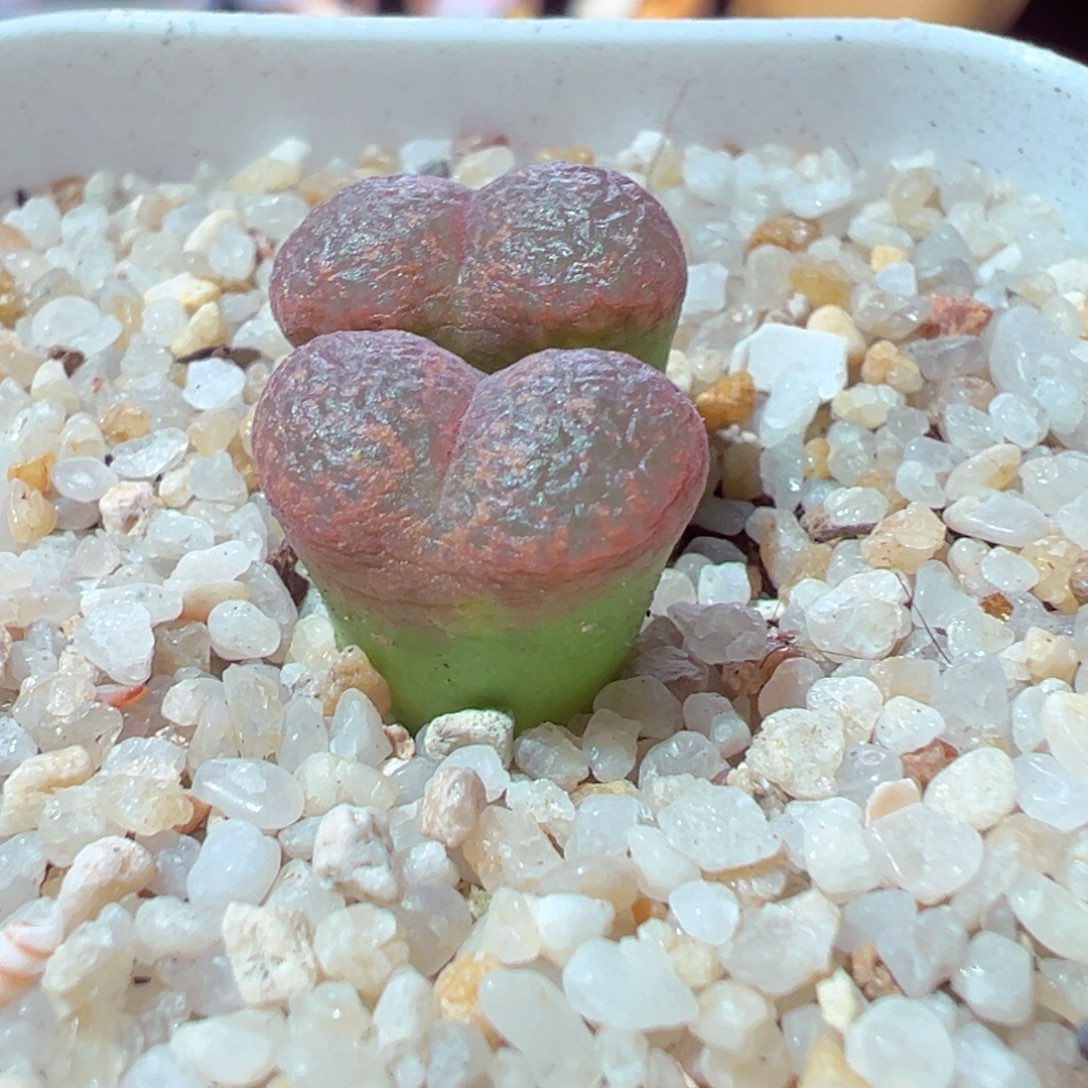 不***.103-274多肉多肉流苏玉