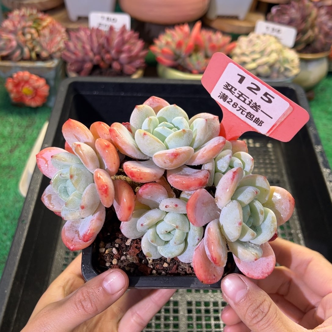 表妹精品多肉植物125.