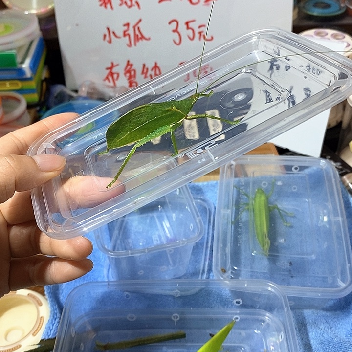 中长须小弧一只包邮