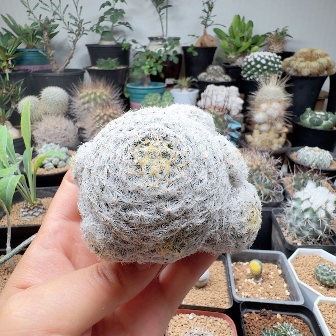 实生佛头明星晨夕花坊