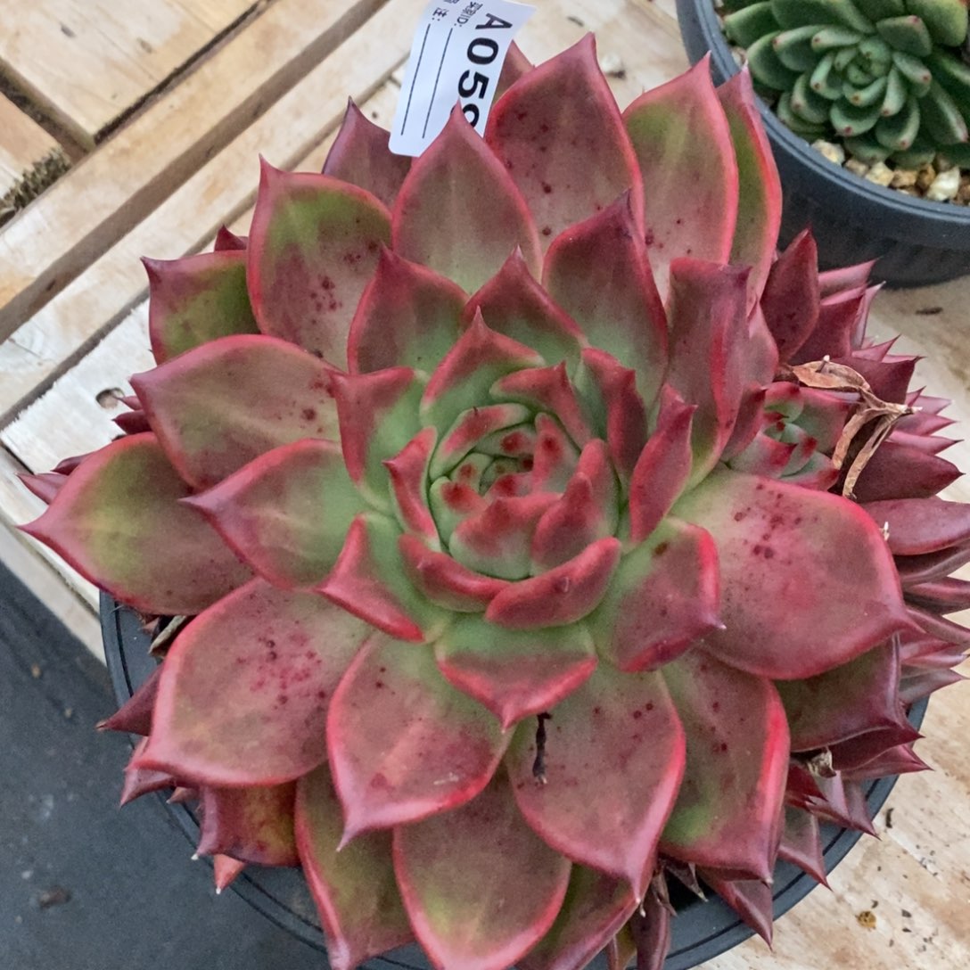 .***.若茹东云单拍A059