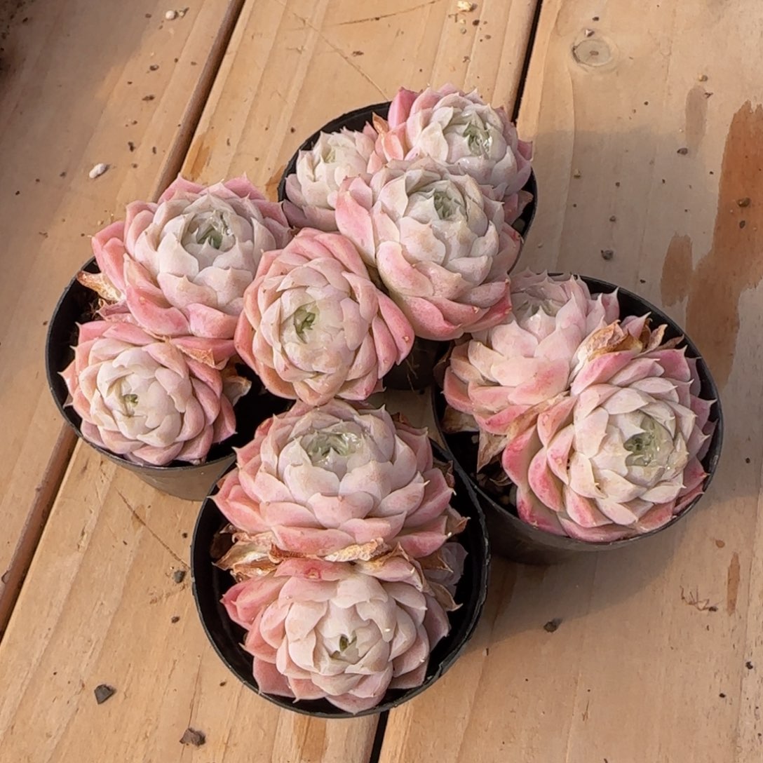 ◍***◍月影杂5颗一物一拍