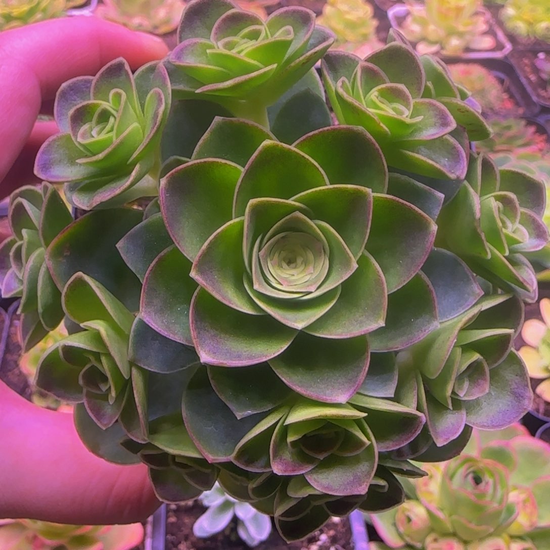 福利玫瑰25685668558756755