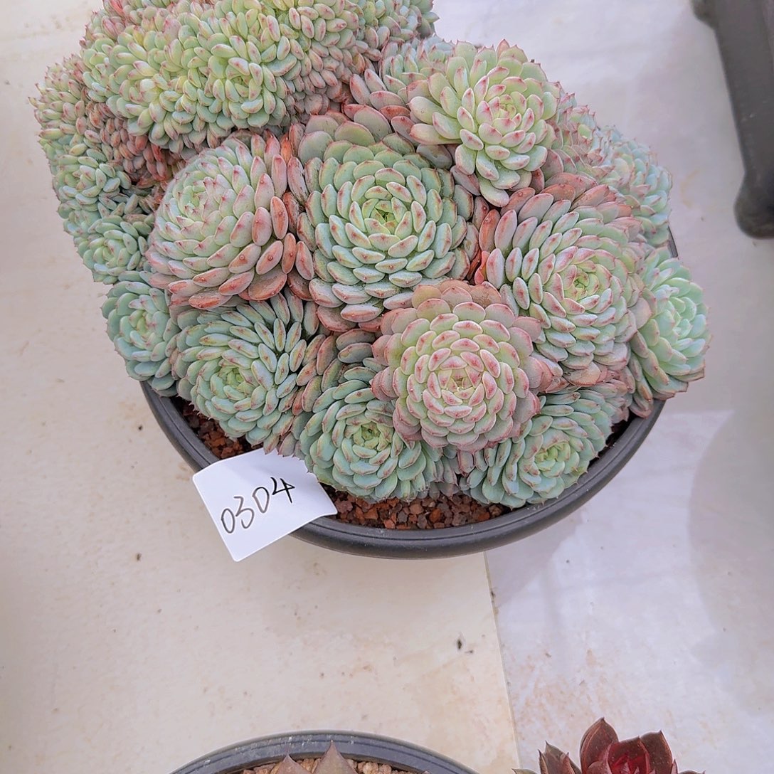 *****0304白胖子多肉植物