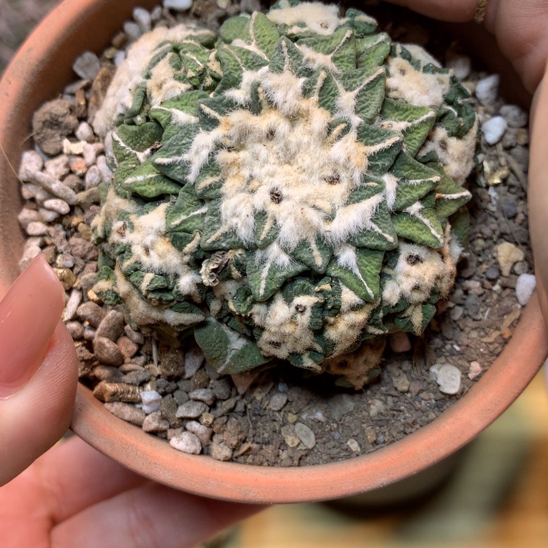     31号 自根  黑牡丹 6公分