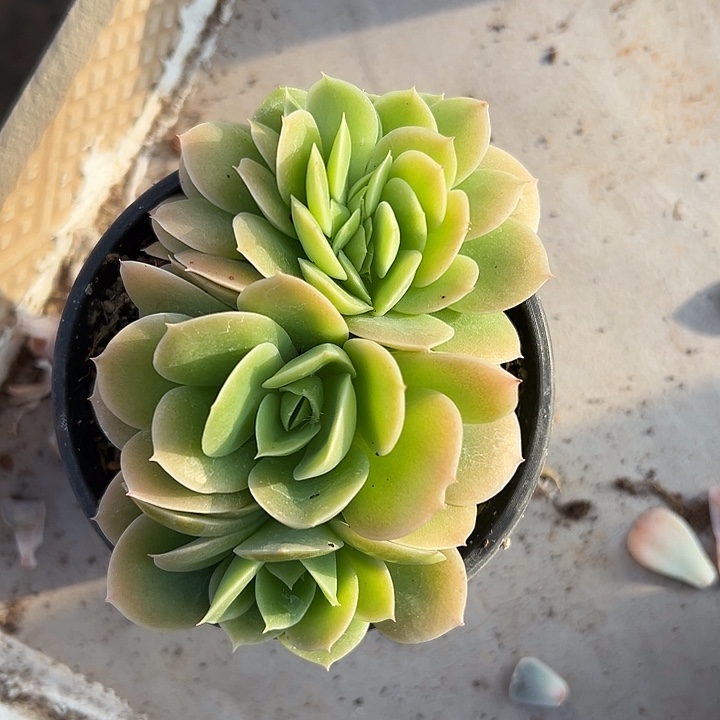 星娜塔群生缀化多肉