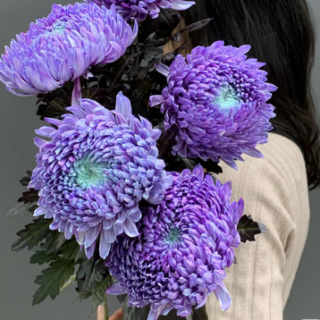 【牡丹菊】人间富贵花/夏天适合养/长花期可发新疆西藏北方偏远地区