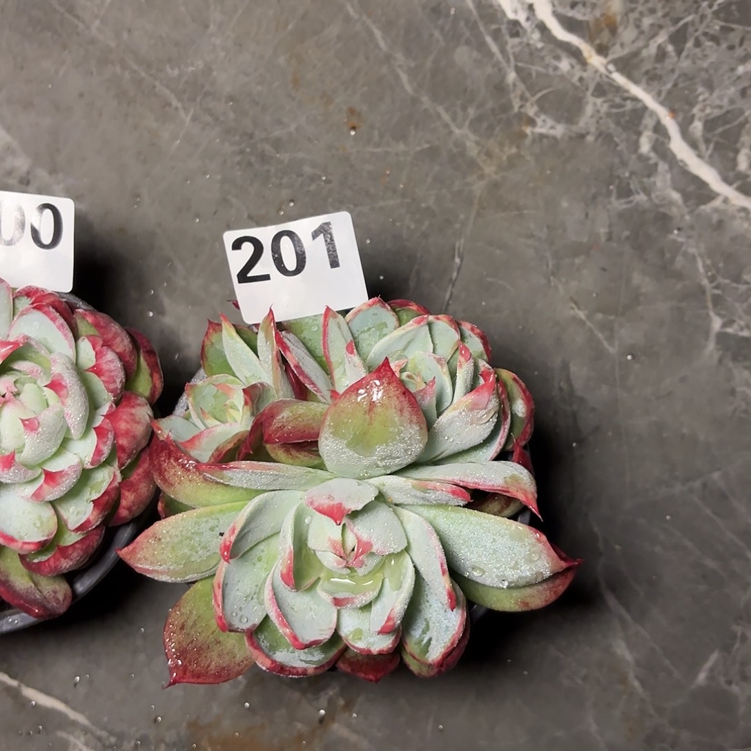 芯***怡201惊鸿三头一颗包邮