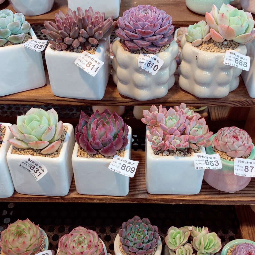 ****n明叔精选  一物一拍  747