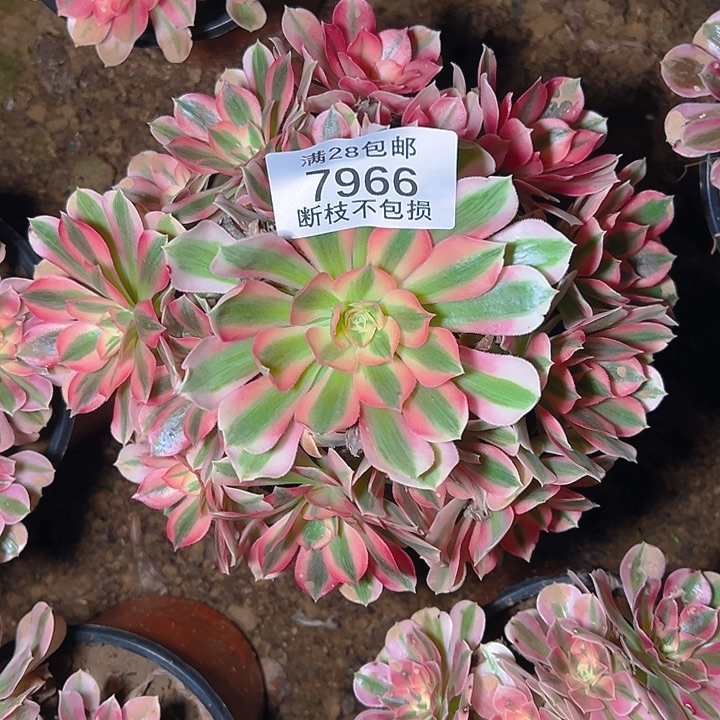 7966粉女巫多肉植物