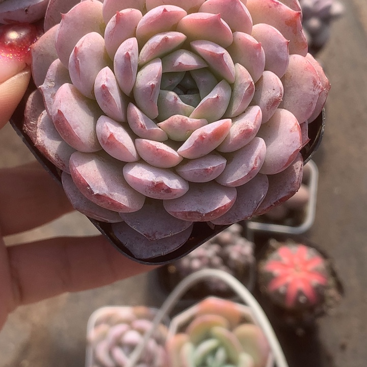 恩宠3颗。（满9.99包邮不满9.99发叶子）