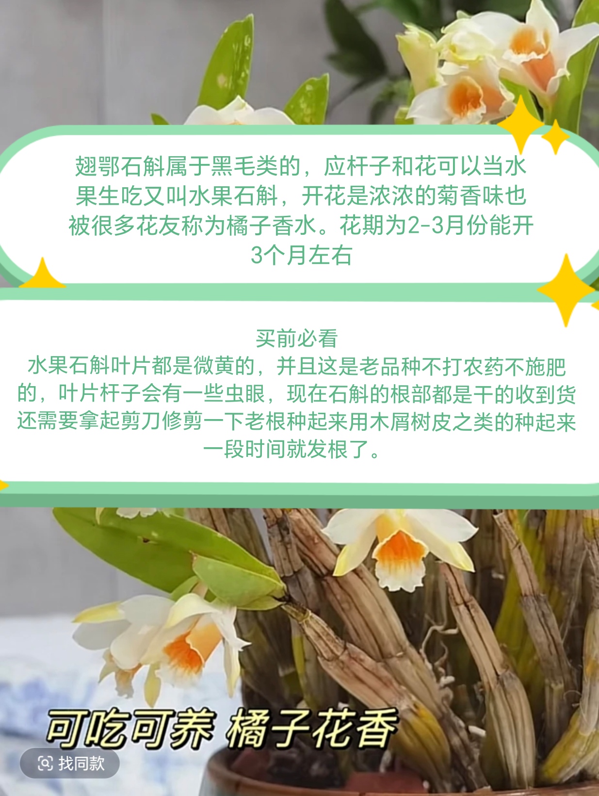 水果石斛，属于黑毛类的