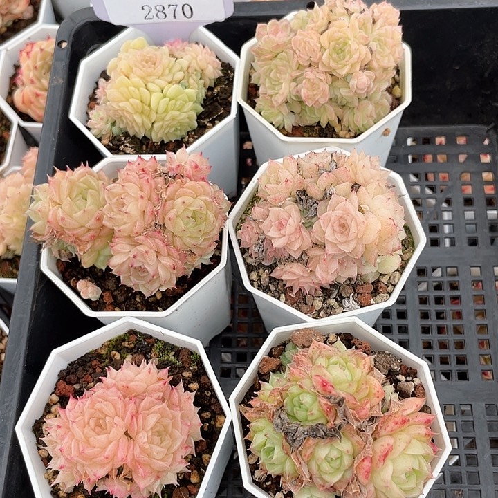 薇薇安园艺多肉2870
