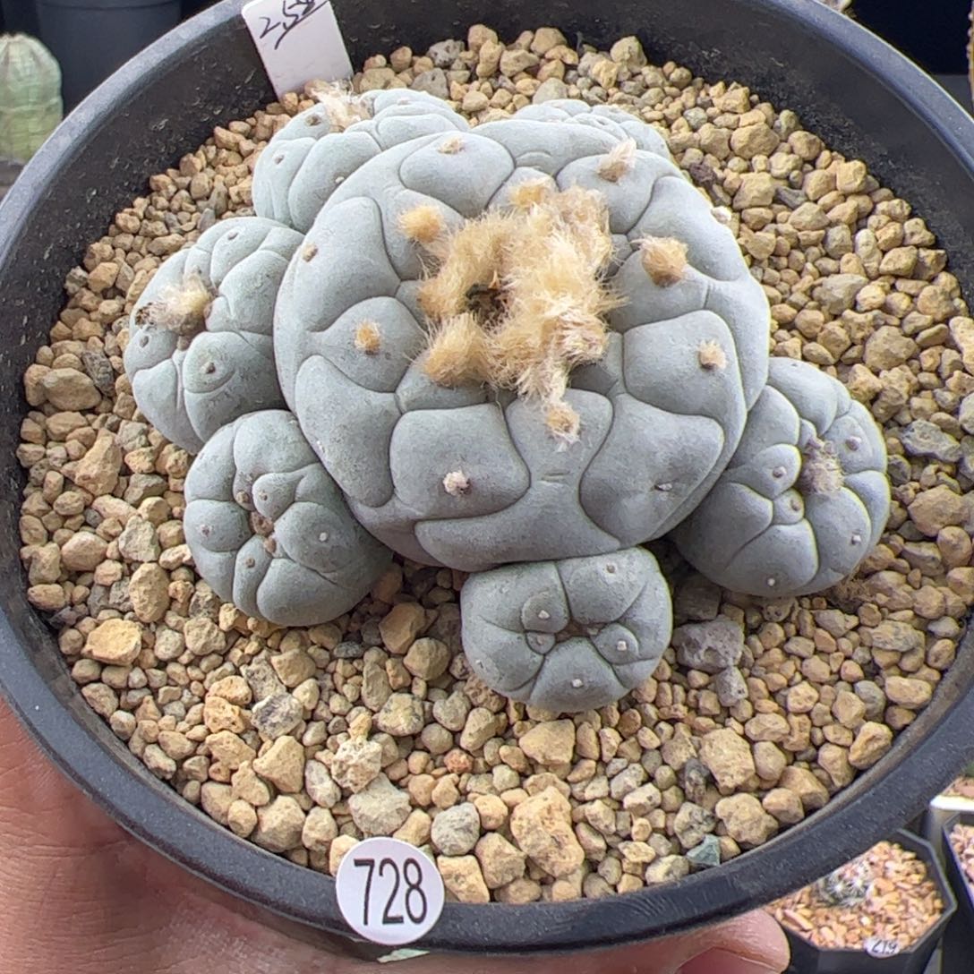 草球实生一物一拍728