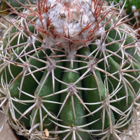 紫云仙人球16米仙人球