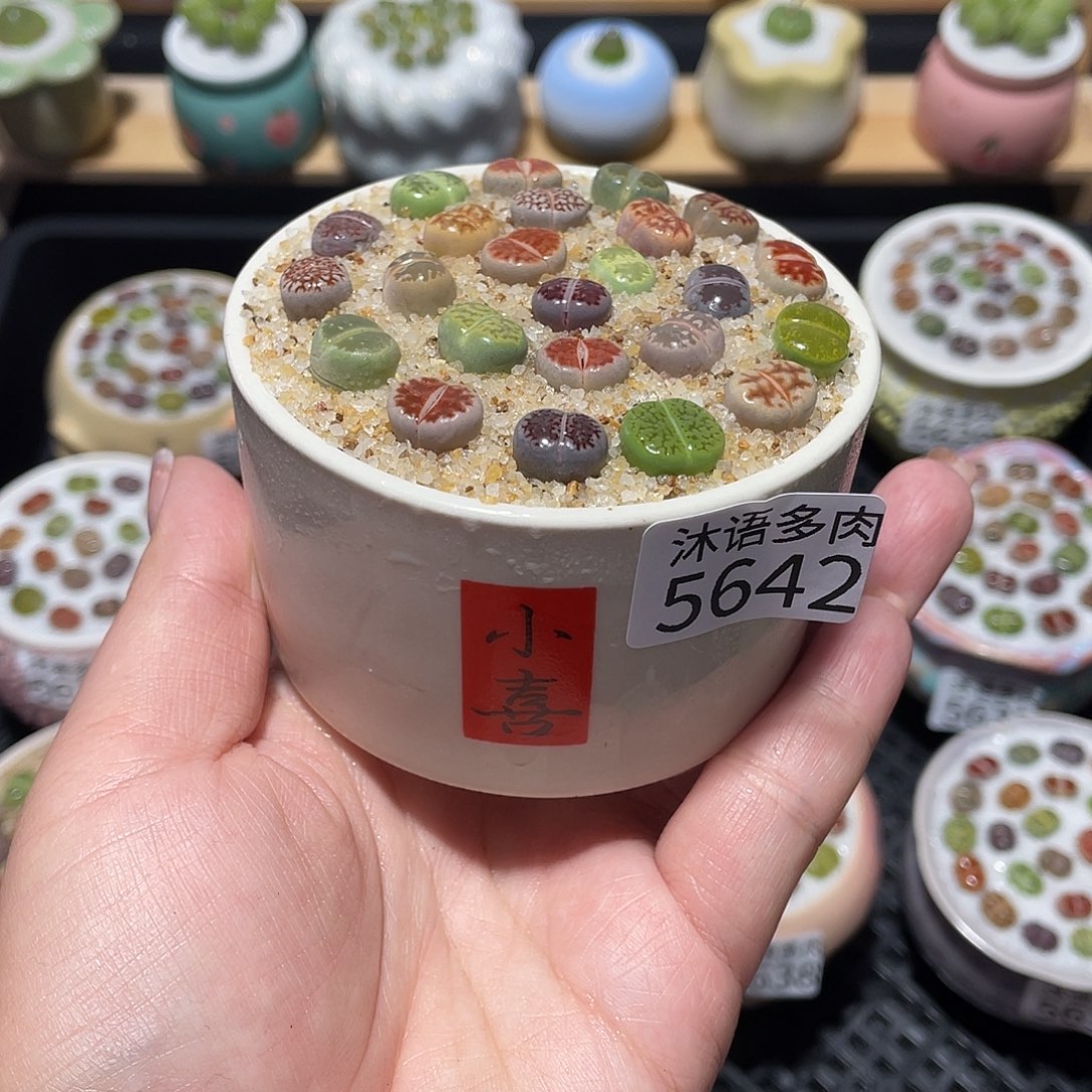 带盆土植物 一物一拍5642