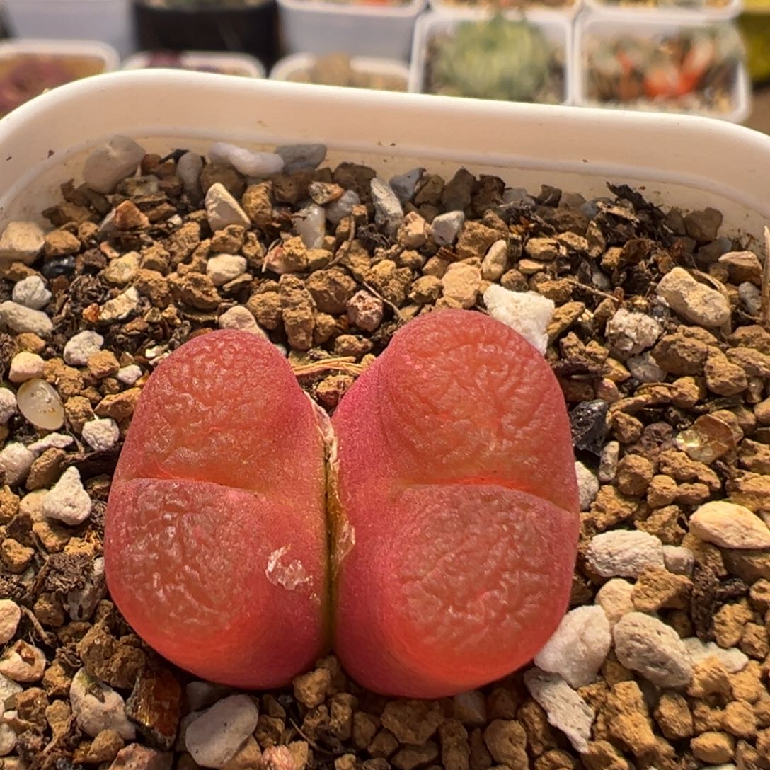 53多肉植物百科知识