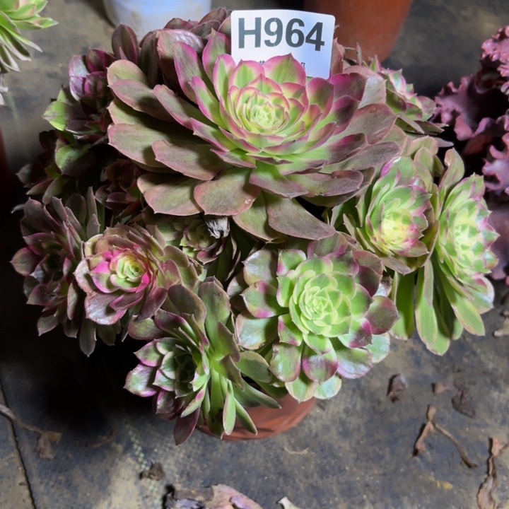 瑞妈，，。。。，，964千禧，