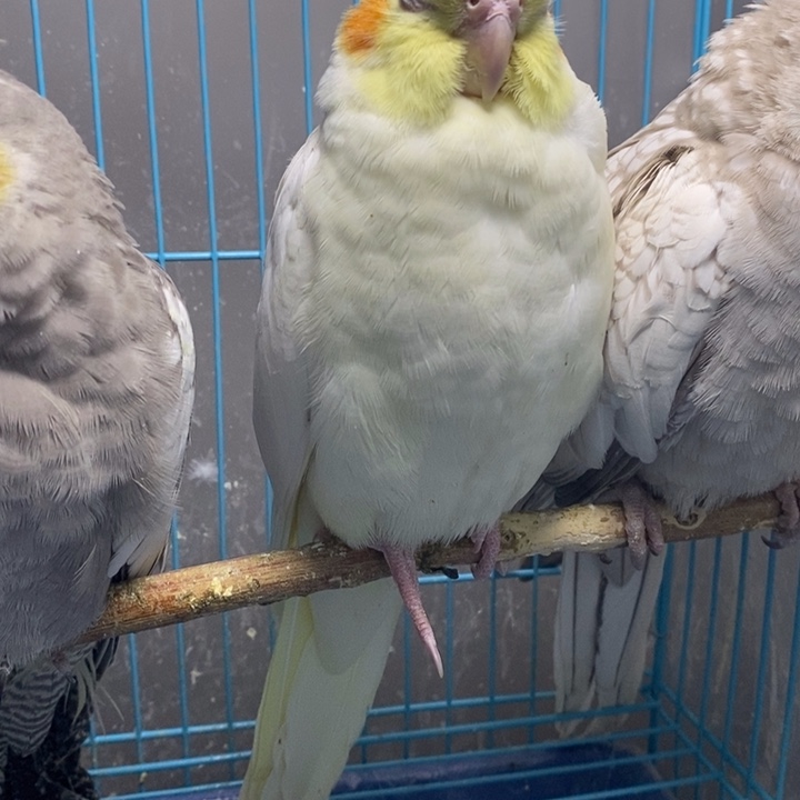 玄凤鹦鹉/鸡尾鹦鹉