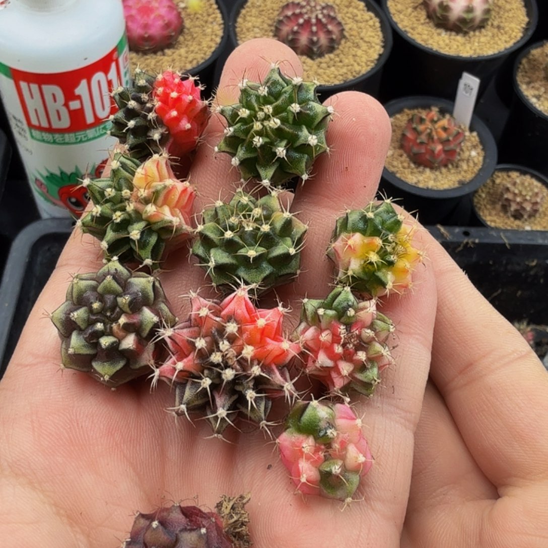 当前无花朵，栽培后可花朵497