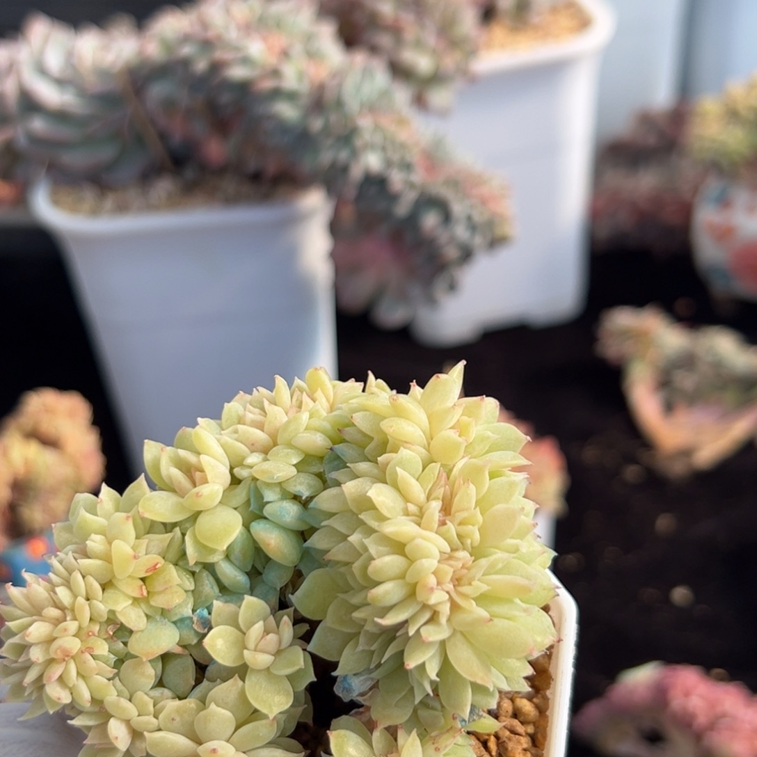 ঞ***花新年快乐 新年快乐