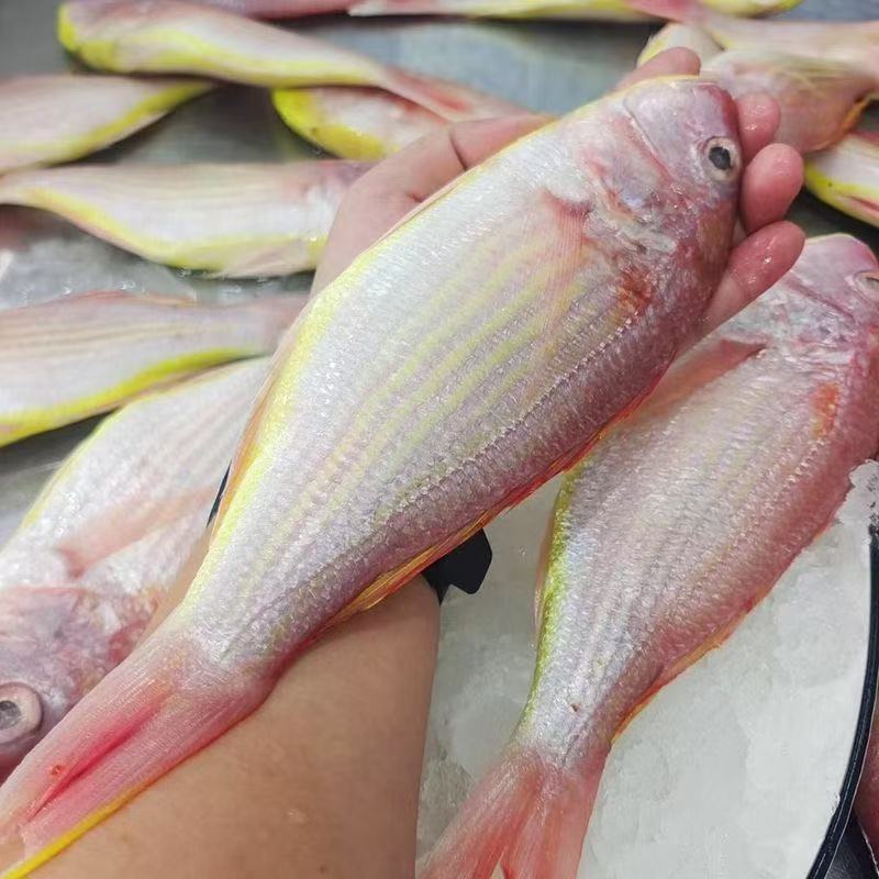 广东新鲜金线鱼，特大号大号中号可选，到手4斤，不帮杀