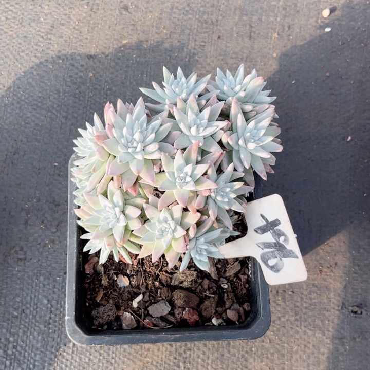 晨语多肉一物一拍+96