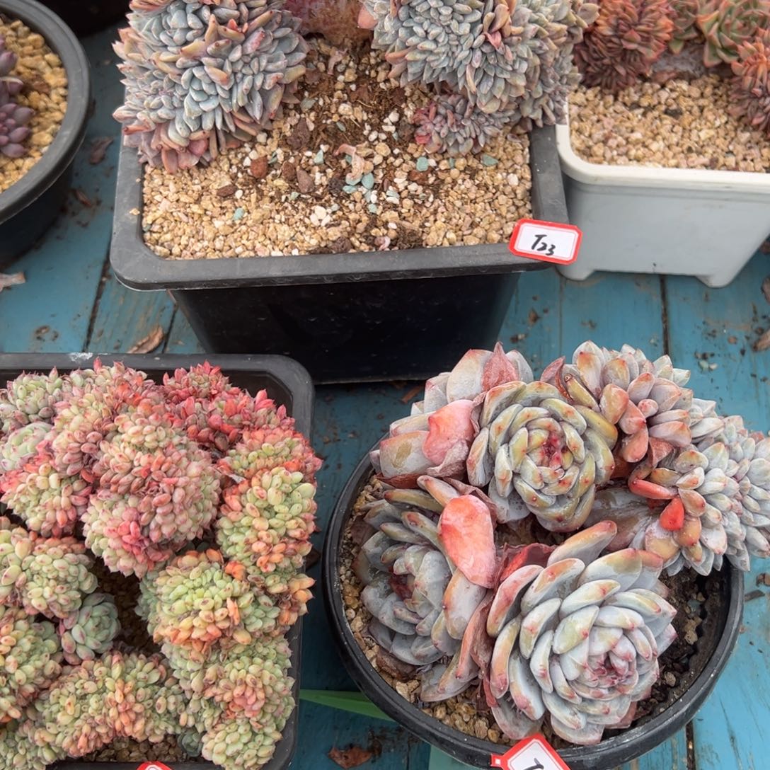 醉***颜精品多肉植物老桩