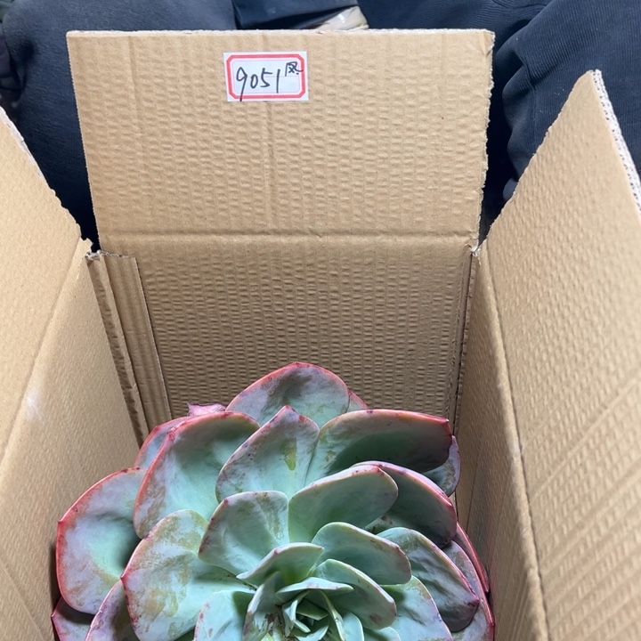 梅***～地栽血凤大单头一棵昆明发货