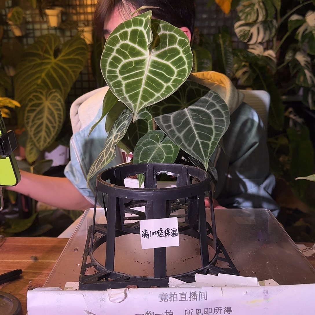 不开花植物H257晨雾克莱恩后