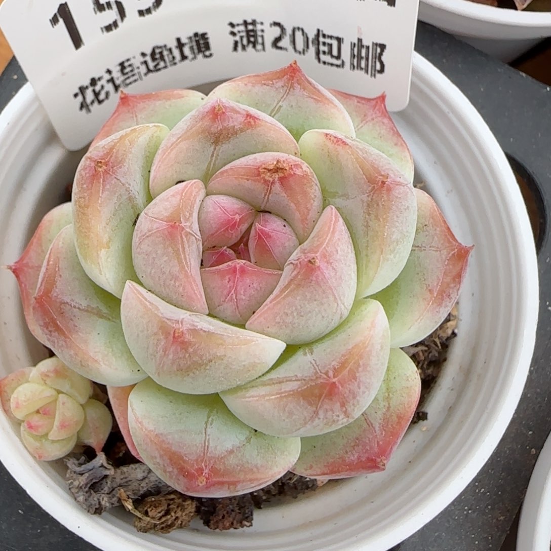 花语逸镜0203-159