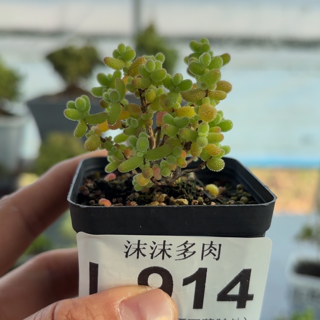 香****914金桔枝干福利哦