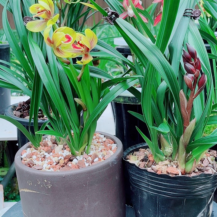 榴***莲完全开放物超漂亮