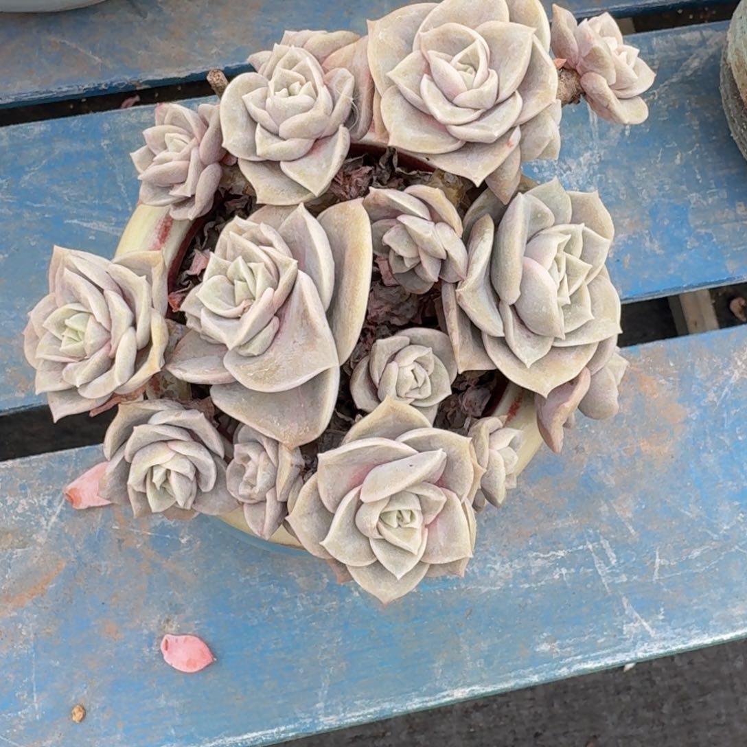 可爱玫瑰老桩一物一拍