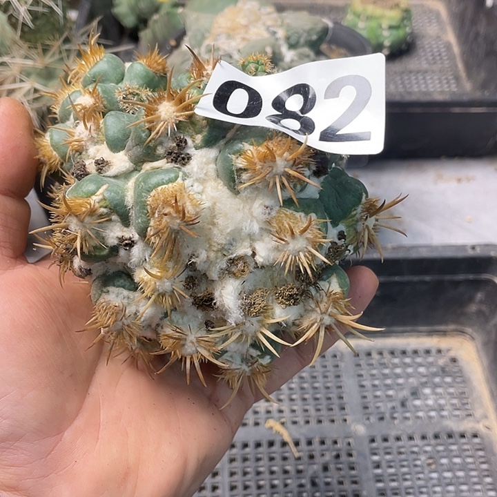 完全开放082刺缀象牙一个仙人球
