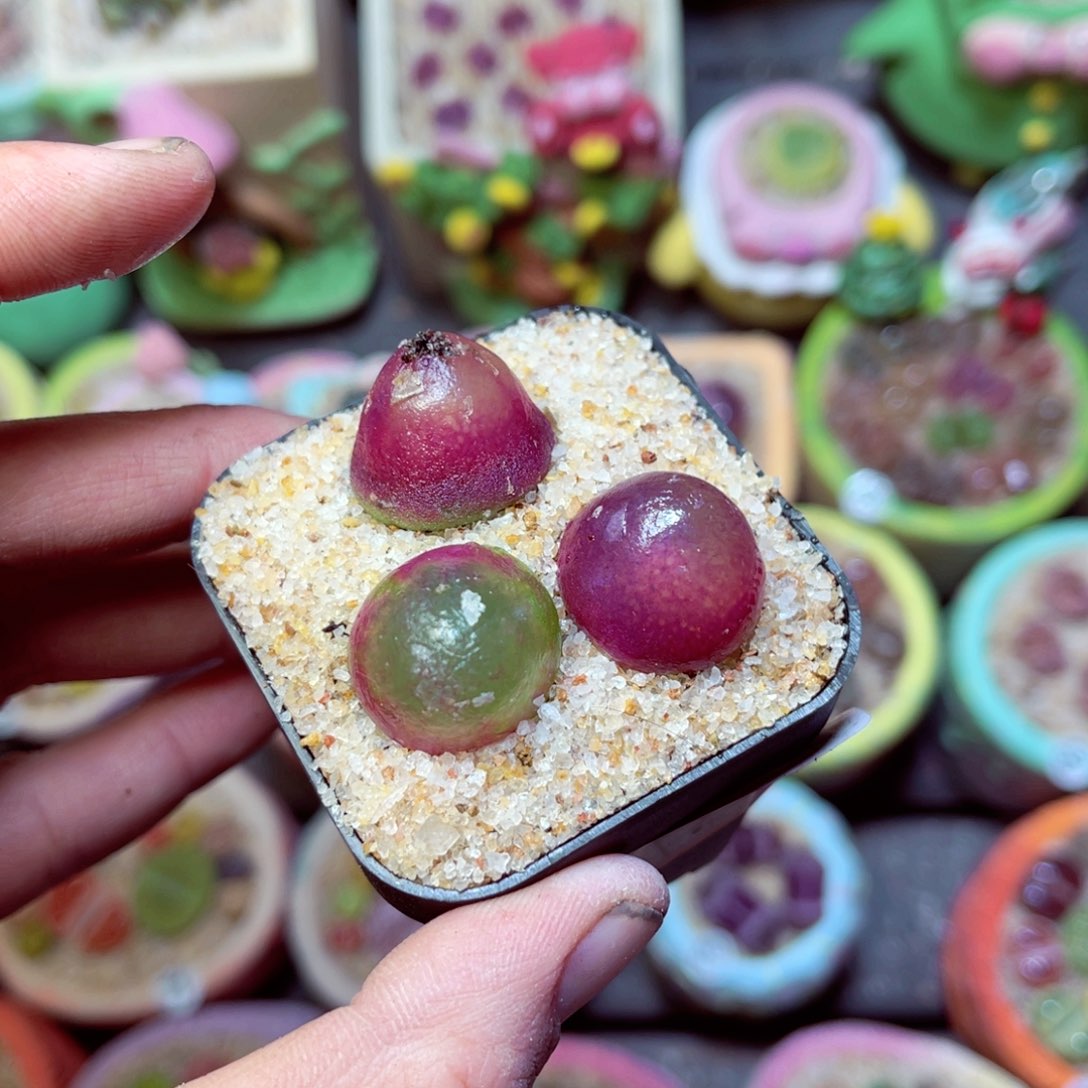 脱土发11111111111111111