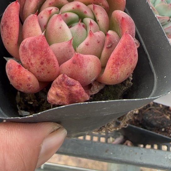 281绿衣一物一拍多肉