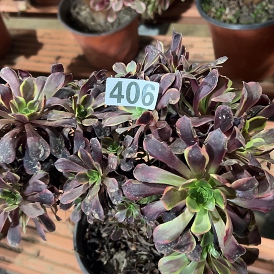 叫***姐多肉植物一个欧嘉莉406