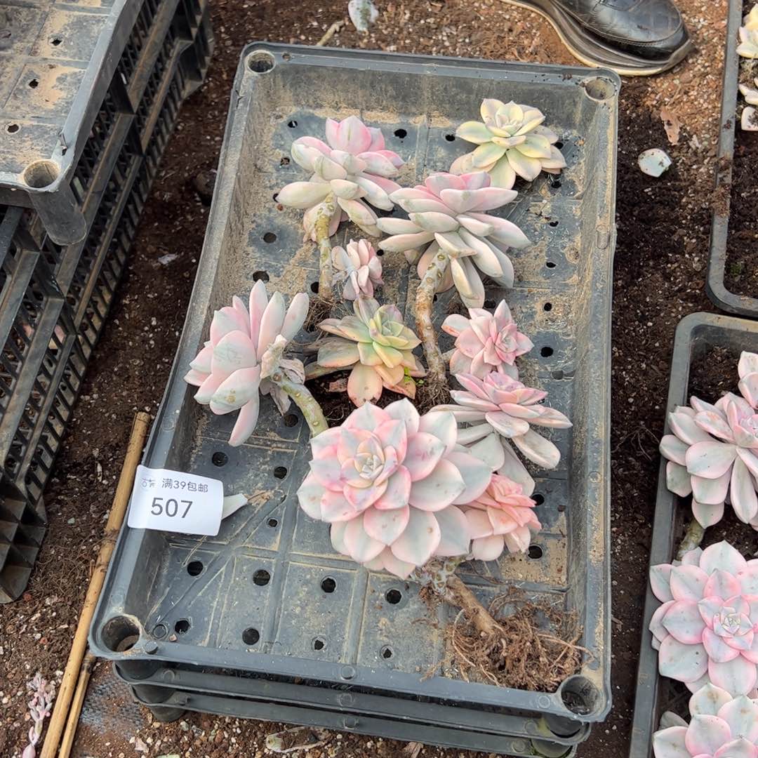 507紫乐锦老桩多肉植物