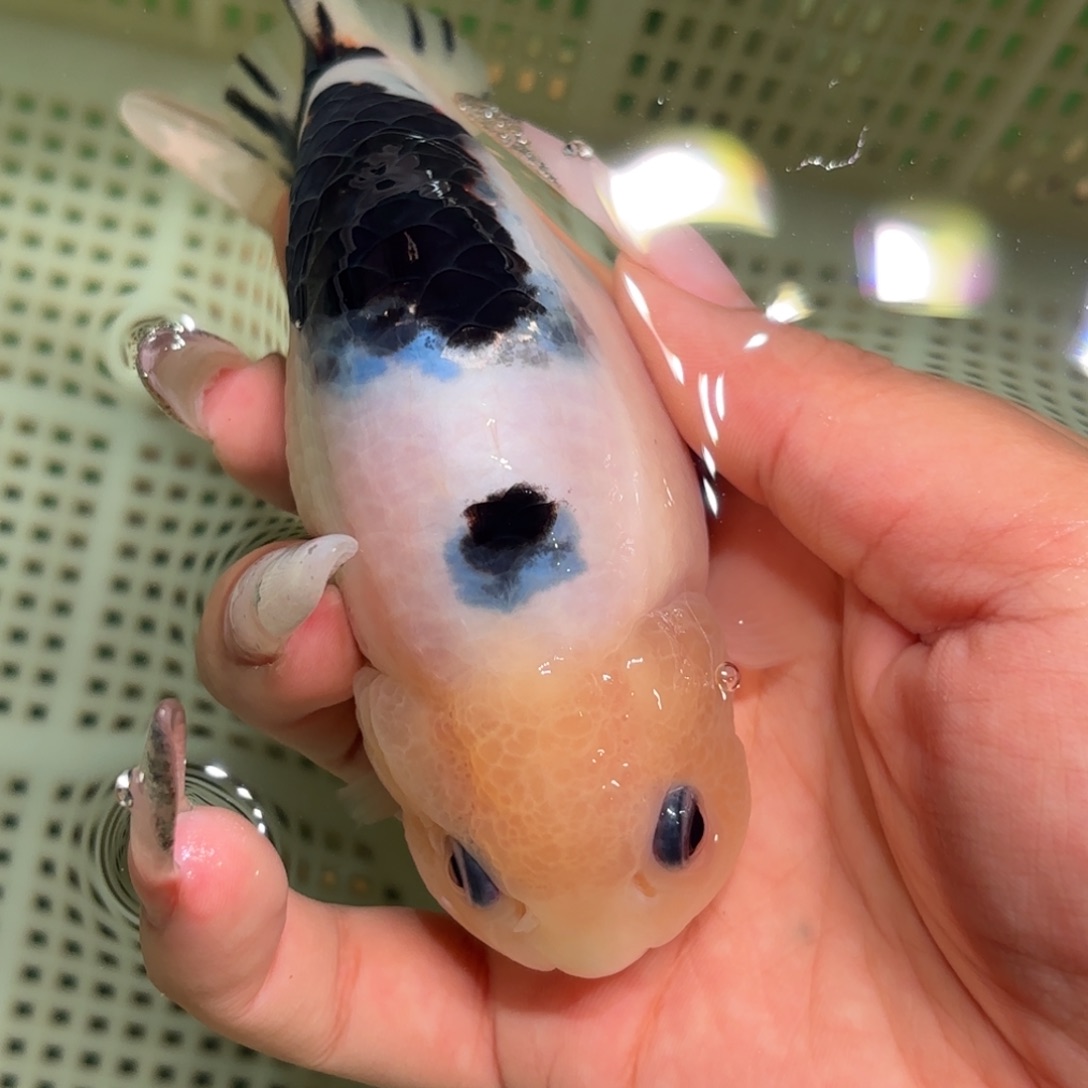 聂***倩金鱼拍包装包邮，不拍包装运费到付