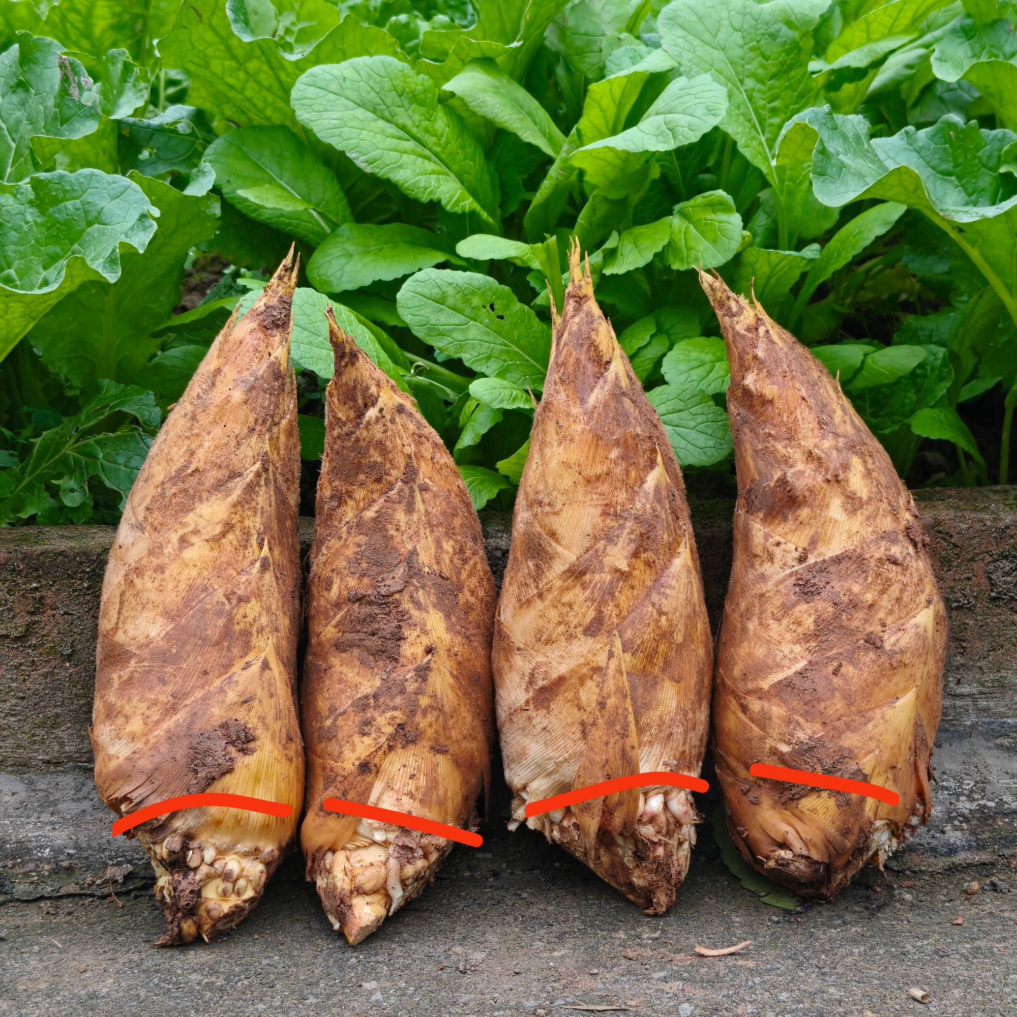 贵州赤水现挖冬笋高山竹笋黄泥笋天然新鲜笋应季蔬菜笋子生鲜竹笋