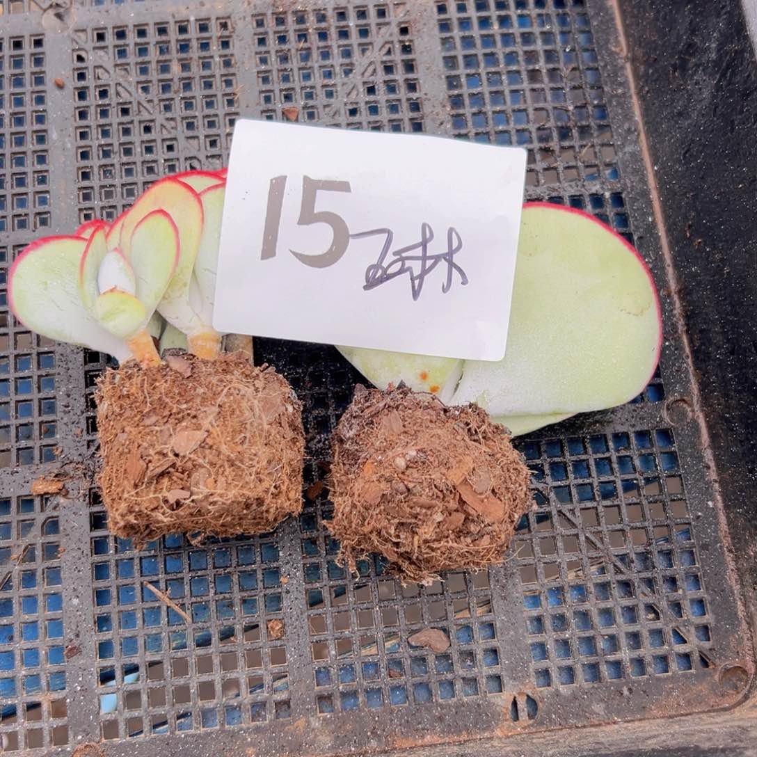 琳*15。vv常常被唇红齿白和v呢